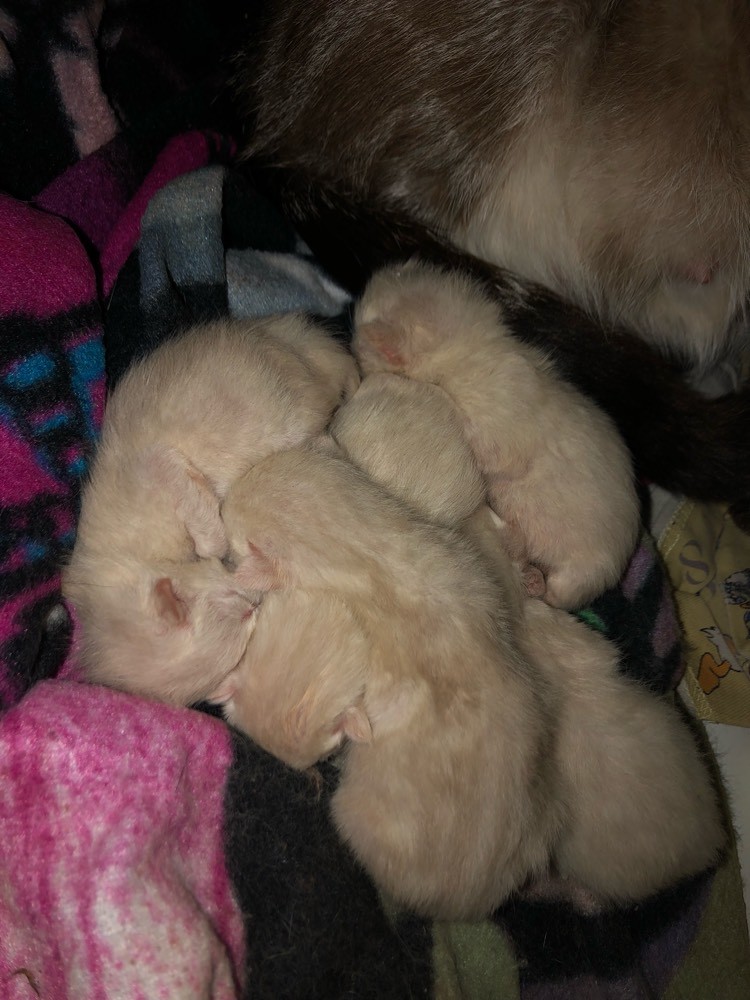 Perte Bouchon Muqueux Chats Forum Animaux Doctissimo Perte Bouchon Muqueux Chats Forum Animaux Doctissimo