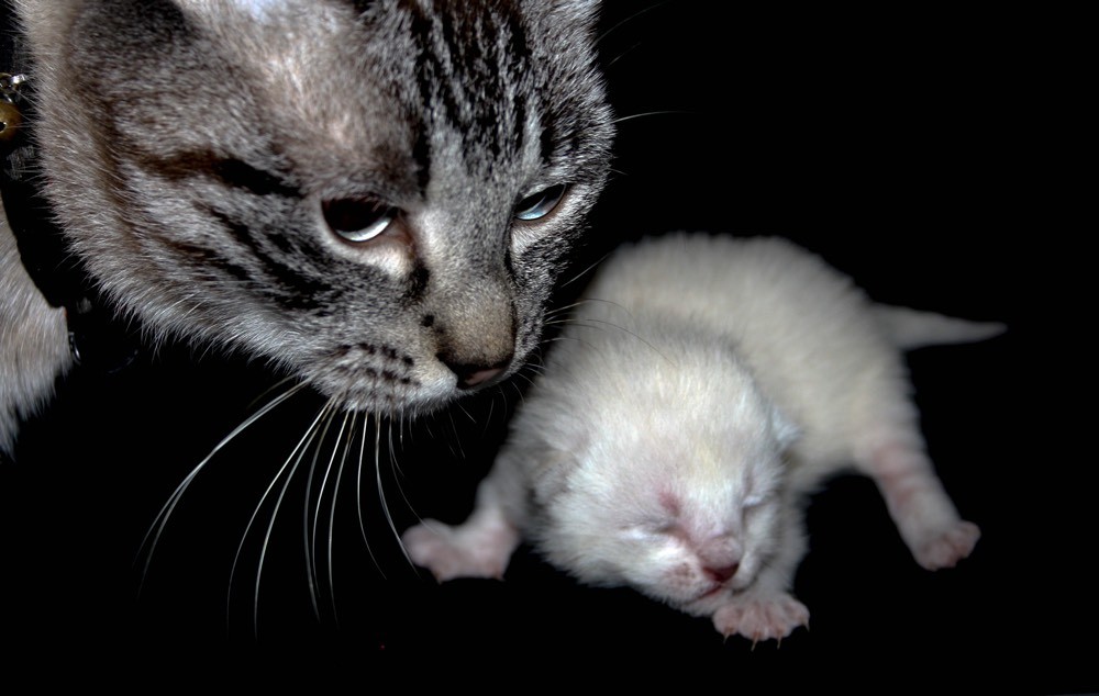 Perte Bouchon Muqueux Chats Forum Animaux Doctissimo Perte Bouchon Muqueux Chats Forum Animaux Doctissimo