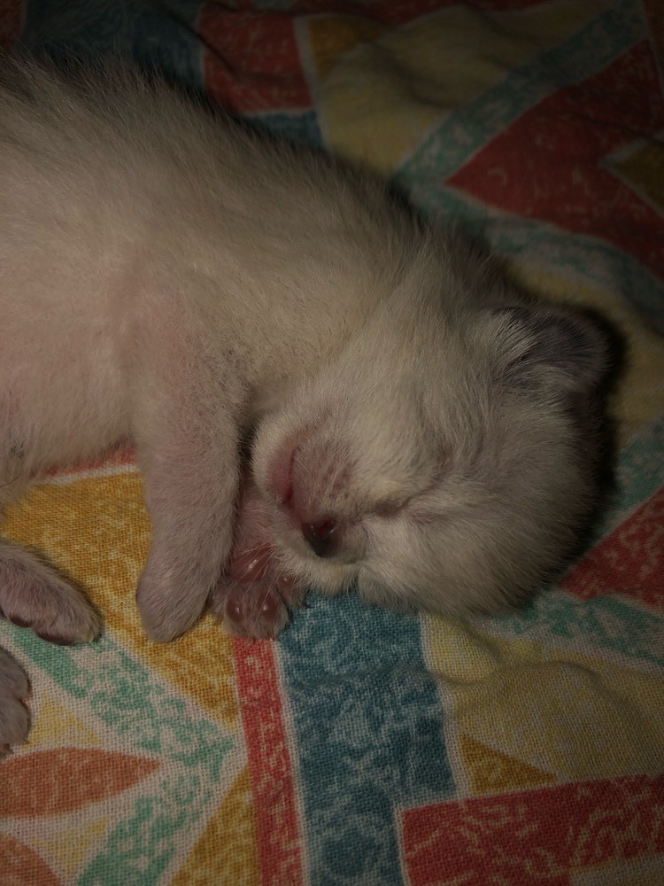 Perte Bouchon Muqueux Chats Forum Animaux Doctissimo Perte Bouchon Muqueux Chats Forum Animaux Doctissimo