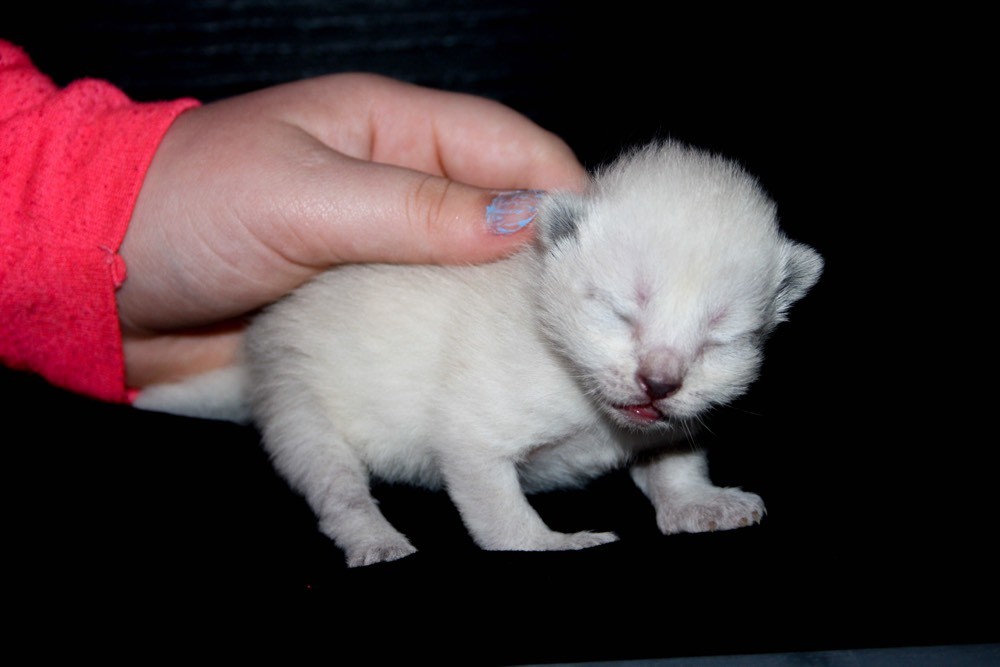 Perte Bouchon Muqueux Chats Forum Animaux Doctissimo Perte Bouchon Muqueux Chats Forum Animaux Doctissimo