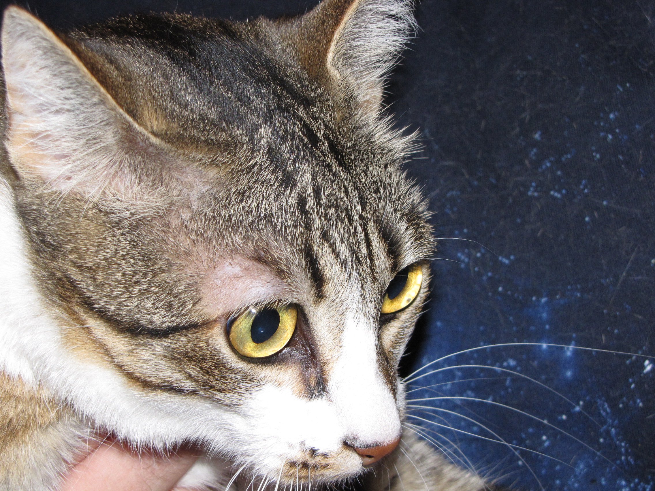 Perte Poils Localisee Pres De L Oeil Chats Forum Animaux Doctissimo Perte Poils Localisee Pres De L Oeil Chats Forum Animaux Doctissimo