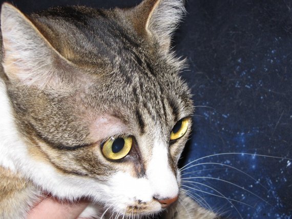 Perte Poils Localisee Pres De L Oeil Perte Poils Localisee Pres De L Oeil