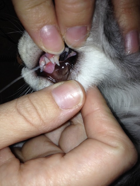Probleme Dentition Chaton Chats Forum Animaux Doctissimo