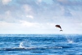 -dolphin-a-sauter-eleve-de-l-eau-dans-les-acores