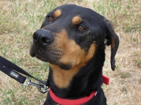 chien-dobermann-adopter-430786
