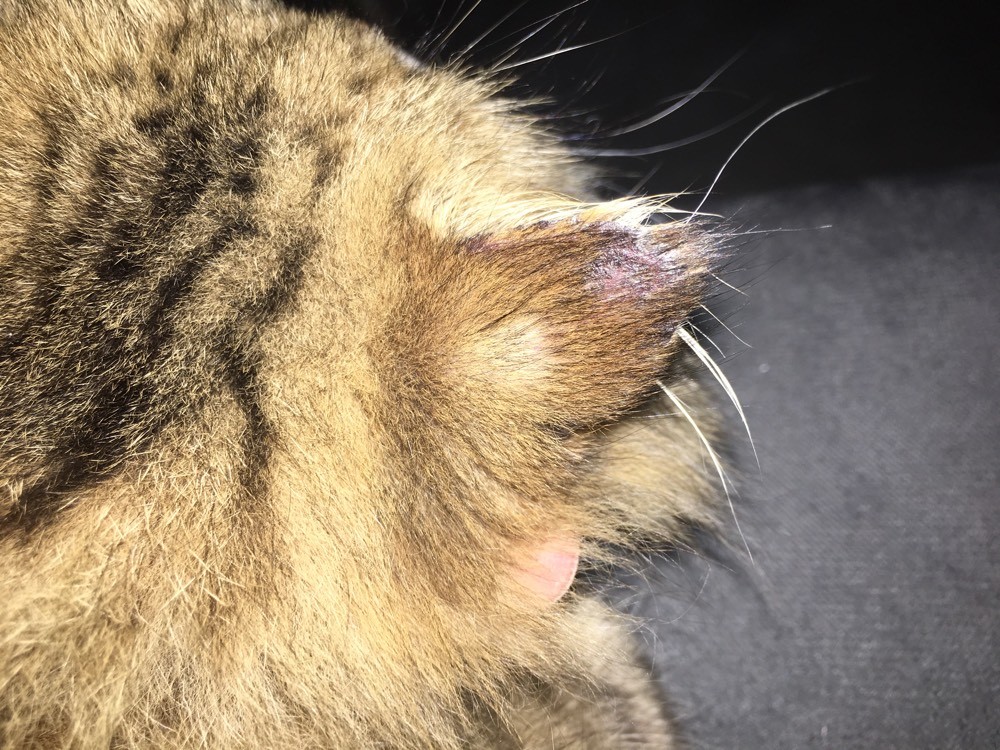 Croûte noir sur les oreilles de mon chat La santé de votre chat Chats FORUM Animaux