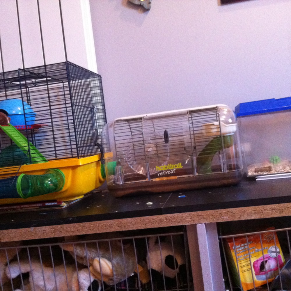 Combien De Temps Vie Un Hamster Russe tout les combien de temps faut-il changer la cage d'un hamster