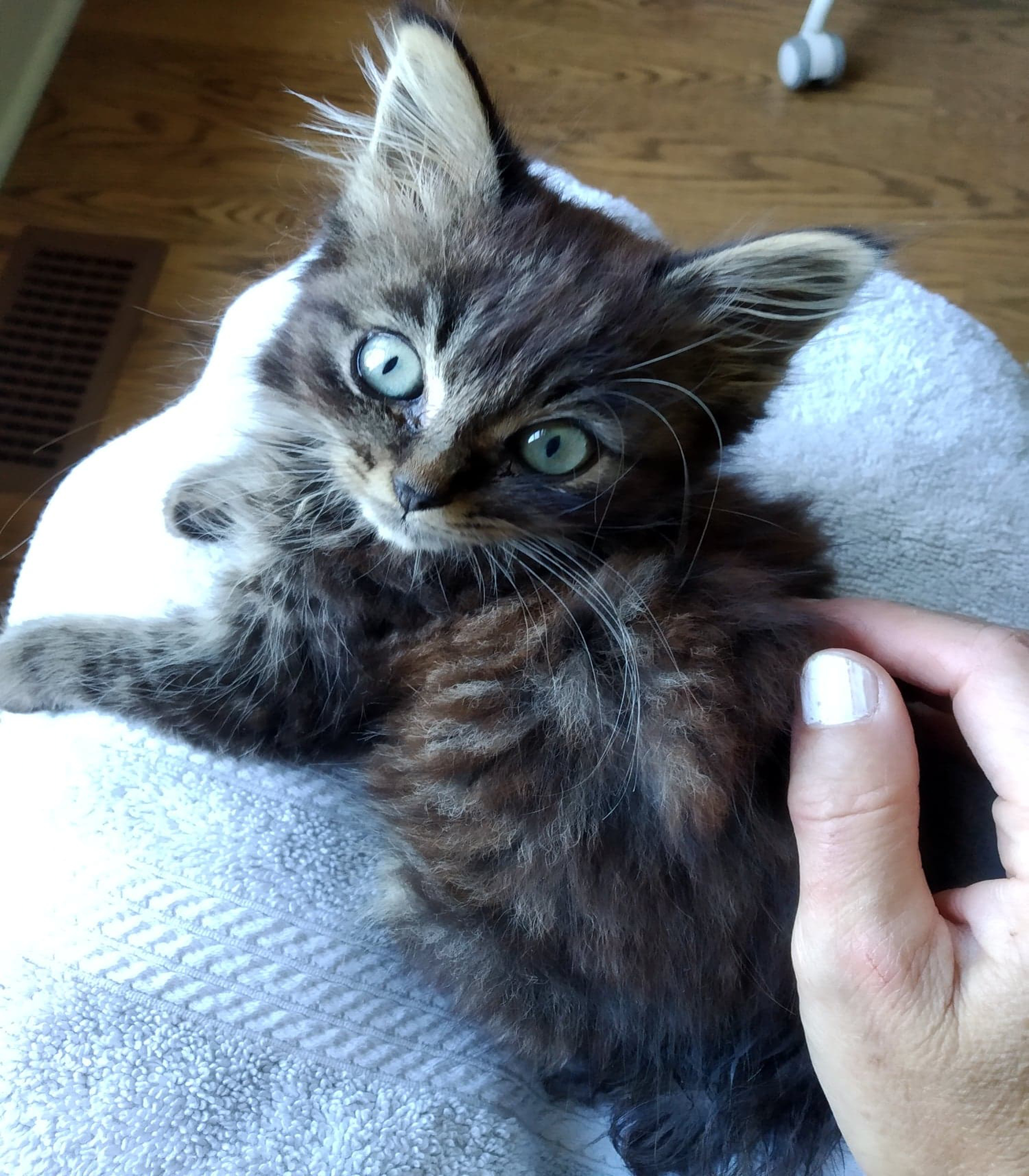 Mort Subite D Une Jeune Chatte Suite A Insuffisance Renale Aigue La Sante De Votre Chat Chats Forum Animaux Doctissimo
