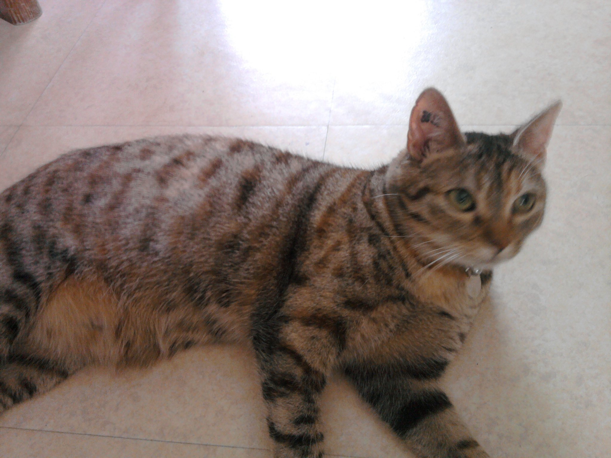 A Quel Age Un Chat Atteint Il Sa Taille Adulte Chats Forum Animaux Doctissimo A Quel Age Un Chat Atteint Il Sa Taille Adulte Chats Forum Animaux Doctissimo
