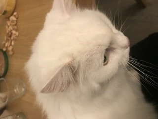 Chat Irc Qui Ne Mange Plus p La Sante De Votre Chat Chats Forum Animaux Doctissimo Chat Irc Qui Ne Mange Plus p La Sante De Votre Chat Chats Forum Animaux Doctissimo