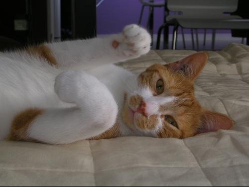 Chat Taches Noires Sur Les Gencives Chats Forum Animaux Doctissimo Chat Taches Noires Sur Les Gencives Chats Forum Animaux Doctissimo