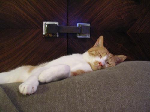 Chat Taches Noires Sur Les Gencives Chats Forum Animaux Doctissimo Chat Taches Noires Sur Les Gencives Chats Forum Animaux Doctissimo