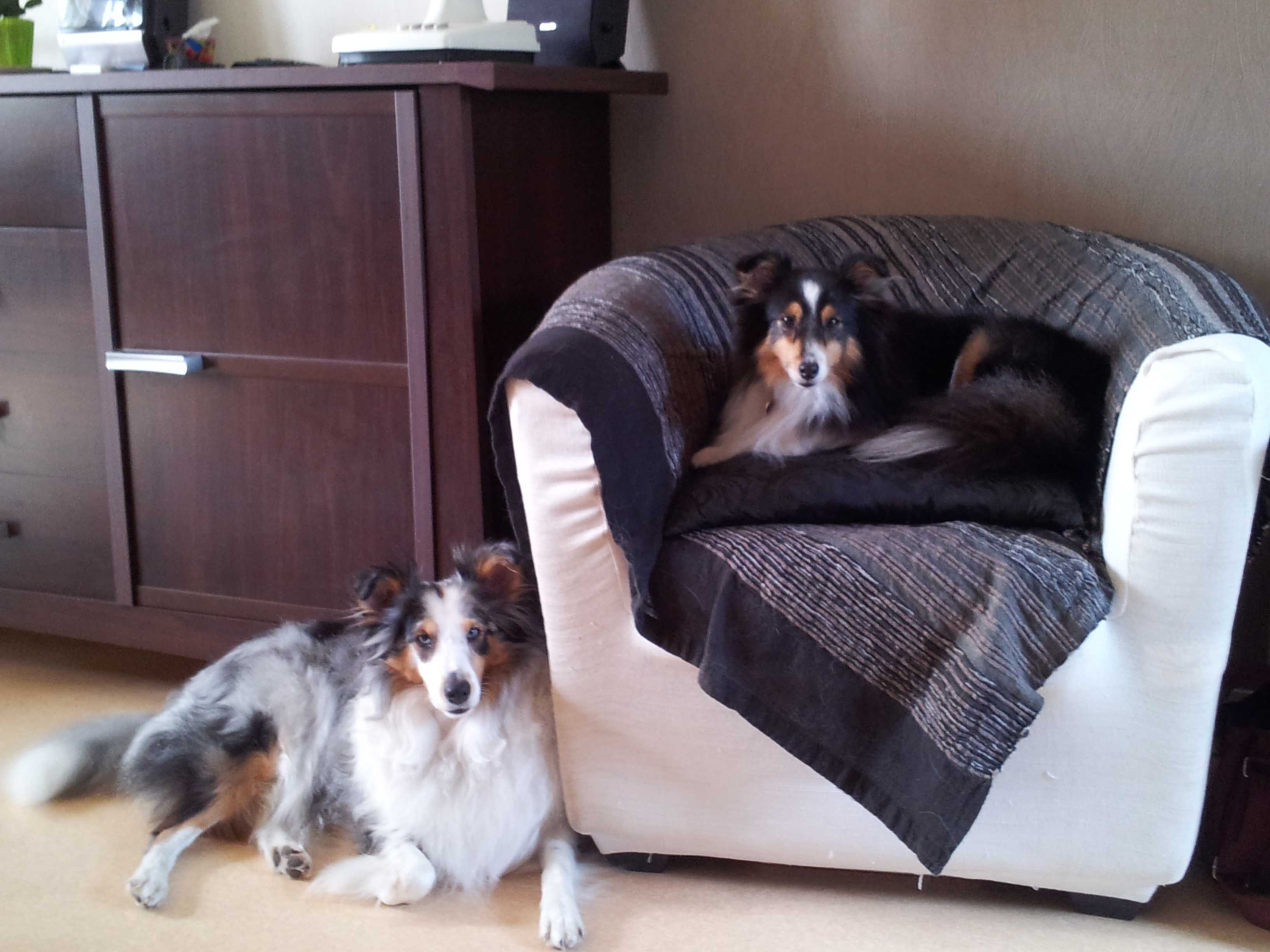 Qui A Un Berger De Shetland Pour Me Renseigner Chiens Forum Animaux