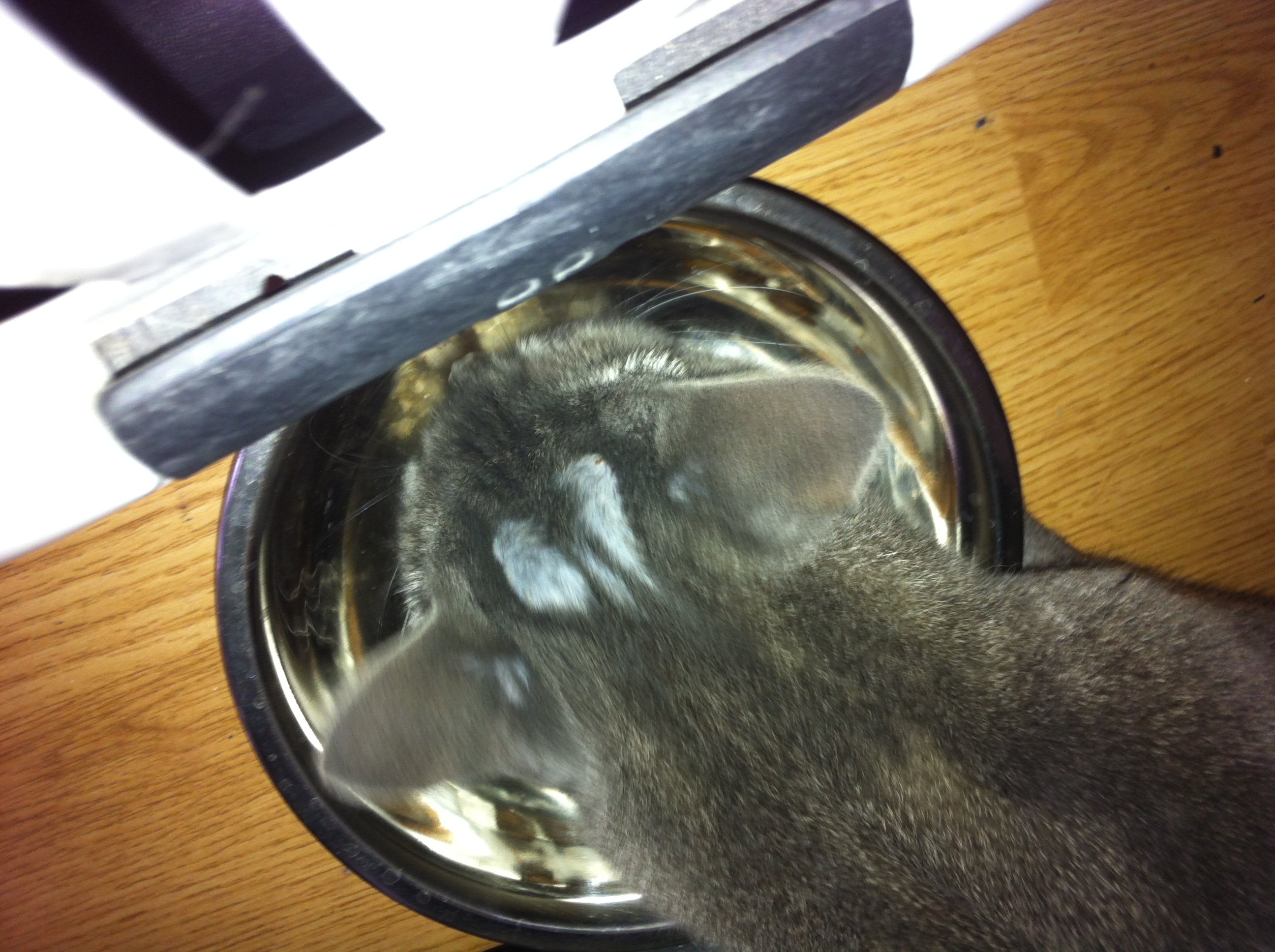 Mon Chat A Des Trou Dan Son Pelage Medecine Veterinaire Forum Animaux Doctissimo Mon Chat A Des Trou Dan Son Pelage Medecine Veterinaire Forum Animaux Doctissimo