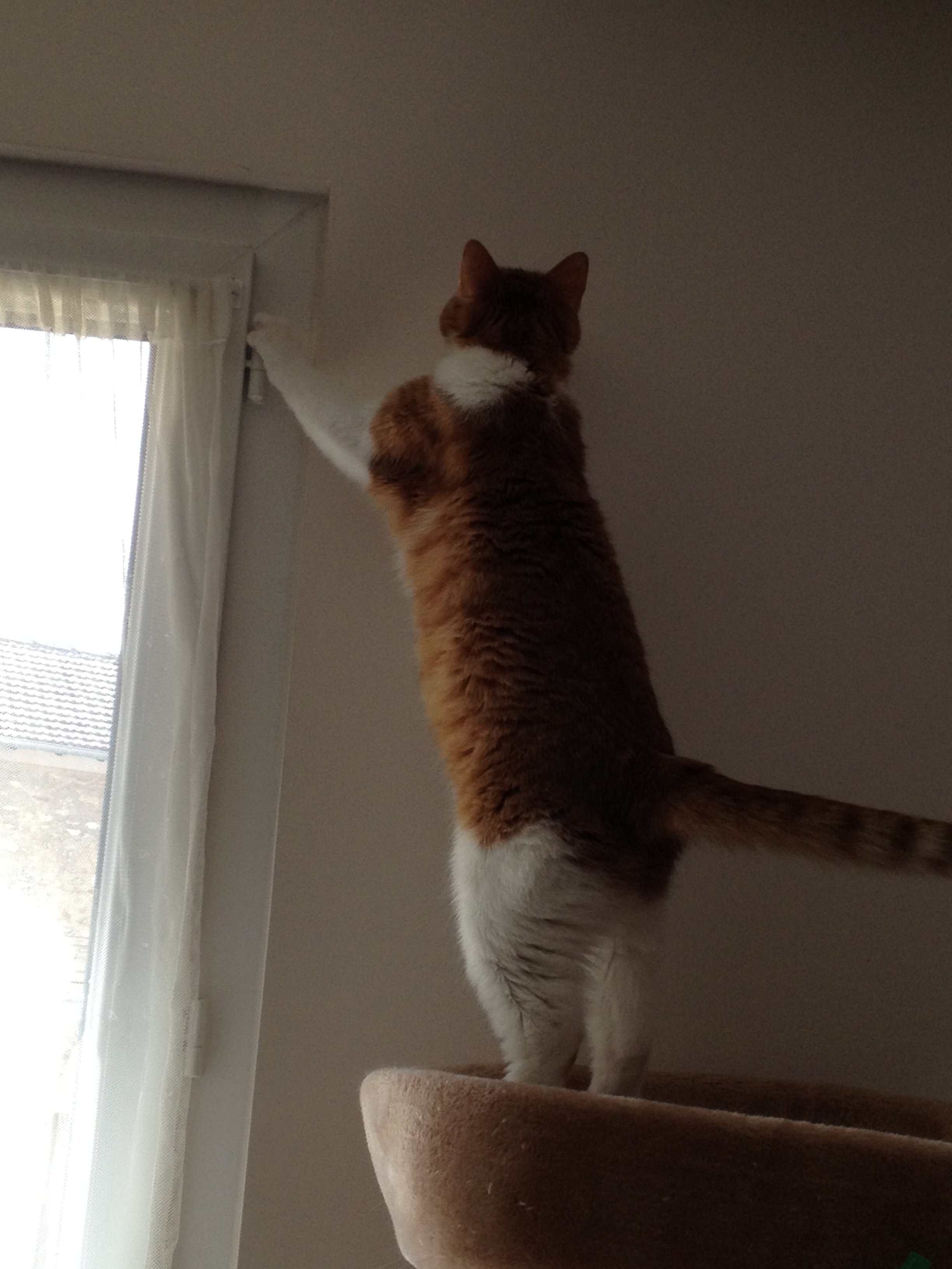 Je Vends Mon Chat Chats Forum Animaux