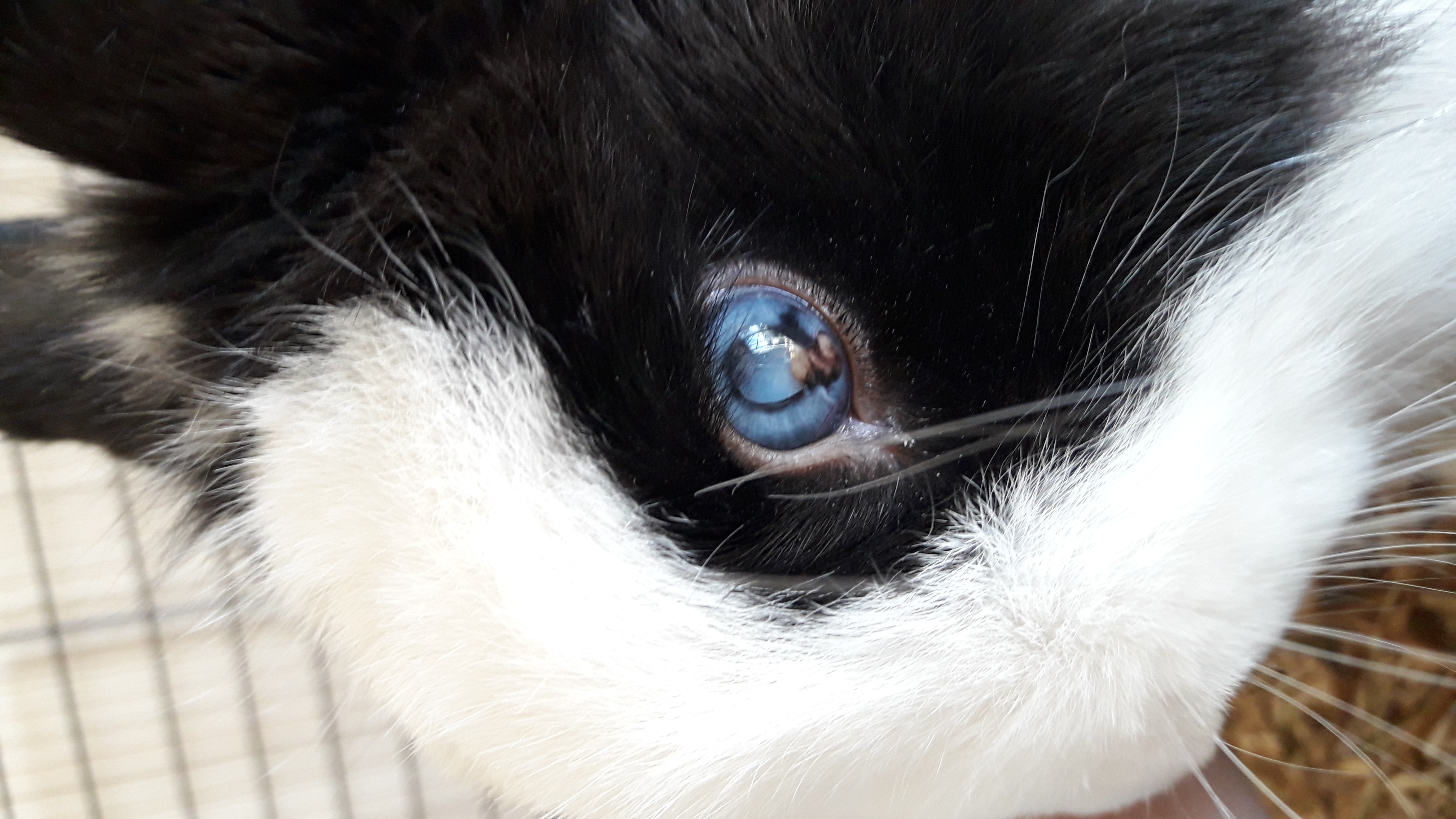 Tache Marron Dans Loeil Bleu De Mon Lapin Hamsters Cochons D Inde Lapins Forum Animaux Doctissimo Tache Marron Dans Loeil Bleu De Mon Lapin Hamsters Cochons D Inde Lapins Forum Animaux Doctissimo