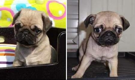 Carlin Arnaque Ou Pas Chiens Forum Animaux