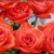 roses belles-orangees-56863773f5