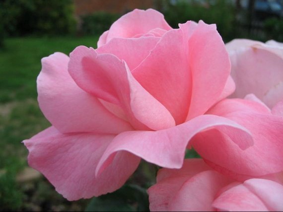roses rose jardin-5467002688