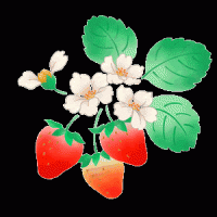 fraises fleurs