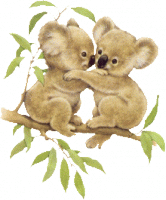 koalas couple
