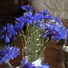bouquet de bleuets