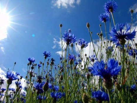 champ de bleuets qui se confondent avec le ciel