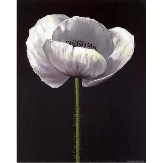 Noir Et Blanc Les Coquelicots La Soie De La Nature Photos Club Doctissimo Noir Et Blanc Les Coquelicots La Soie De La Nature Photos Club Doctissimo