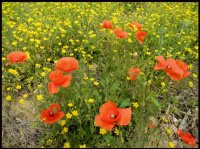coquelicots et boutons d'or