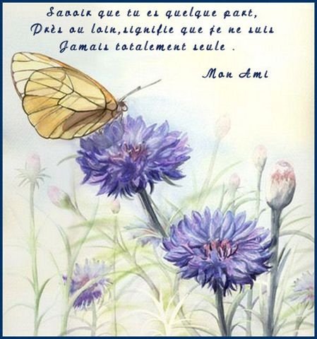 Bleuet Et Citation Coucous Et Autres Fleurs Sauvages Photos Club Doctissimo