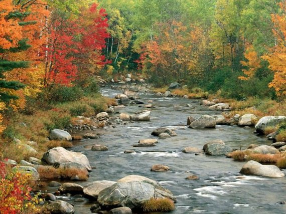 rivière entourée d'arbres aux jolies couleurs d'automne