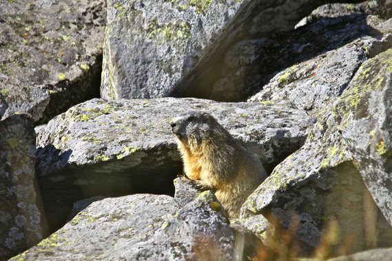 Marmotte en Auvergne