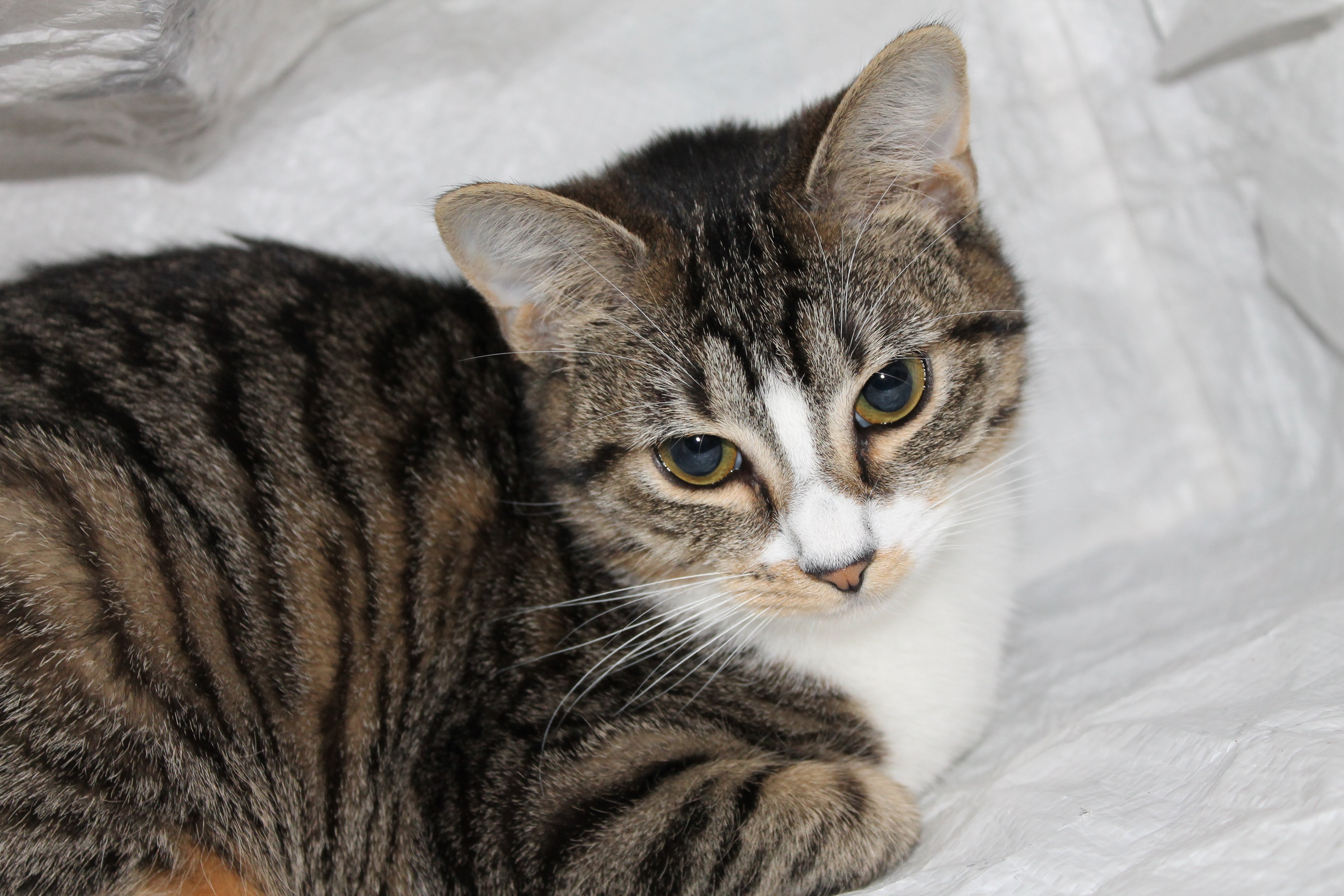 Ma Petite Kitty Ne Grossit Pas Et Ne Grandit Pas Chats Forum Animaux Ma Petite Kitty Ne Grossit Pas Et Ne Grandit Pas Chats Forum Animaux