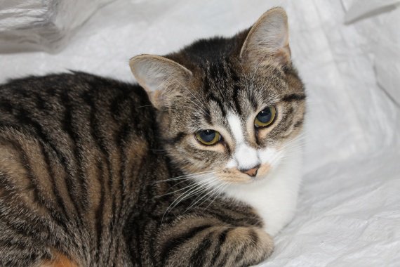 Ma Petite Kitty Ne Grossit Pas Et Ne Grandit Pas Ma Petite Kitty Ne Grossit Pas Et Ne Grandit Pas