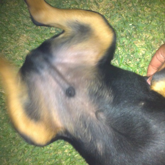 Est Ce Que Ce Bouton Est Dangereux Chiens Forum Animaux Doctissimo Est Ce Que Ce Bouton Est Dangereux Chiens Forum Animaux Doctissimo