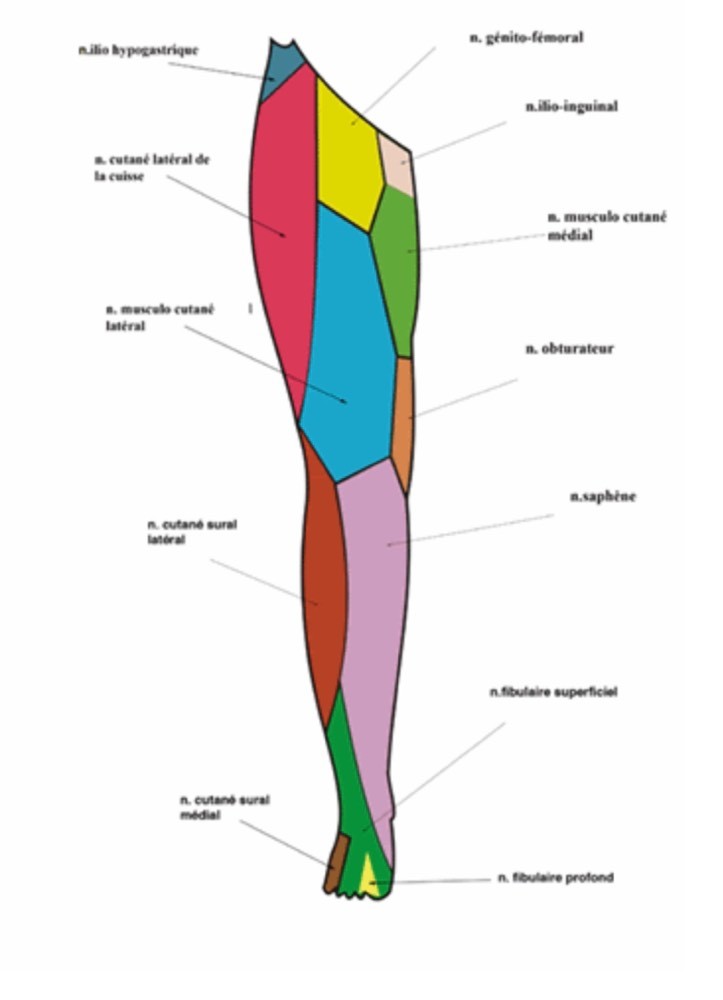 Cuisse Anatomie Physiologie Douleurs Pathologies Cuisse Anatomie Physiologie Douleurs Pathologies