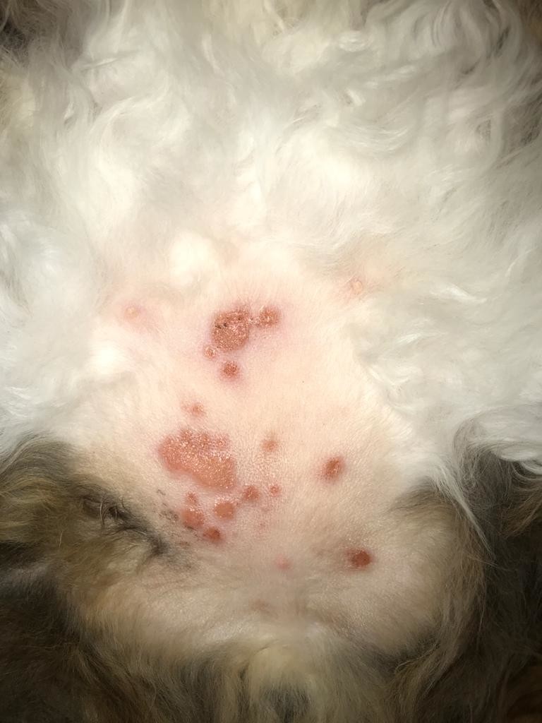 Plaques Rouges Qui Persiste Sur Le Ventre De Mon Chat Medecine Veterinaire Forum Animaux Doctissimo Plaques Rouges Qui Persiste Sur Le Ventre De Mon Chat Medecine Veterinaire Forum Animaux Doctissimo