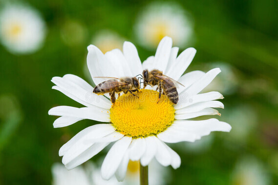 abeilles-suçant-le-nectar-d-une-fleur-de-marguerite-42704881