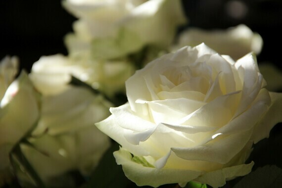 fleur-rose-blanche-images-photos-gratuites-libres-de-droits-1560x1040