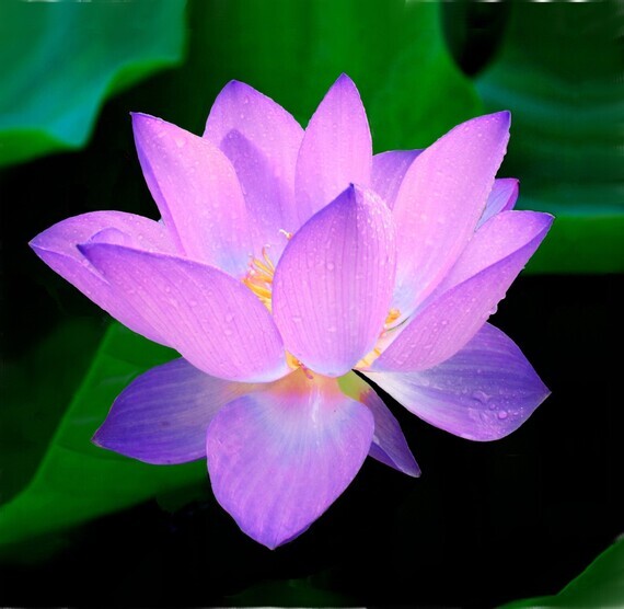 fleur-de-lotus-macro-images-photos-gratuites-libres-de-droits-1560x1522