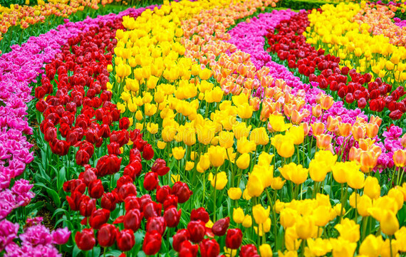 fond-ou-modèle-de-jardin-de-fleurs-de-tulipe-au-printemps-31906515