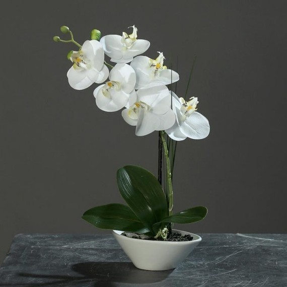 fleur-orchidee-blanche-dans-une-coupe-blanche-33cm