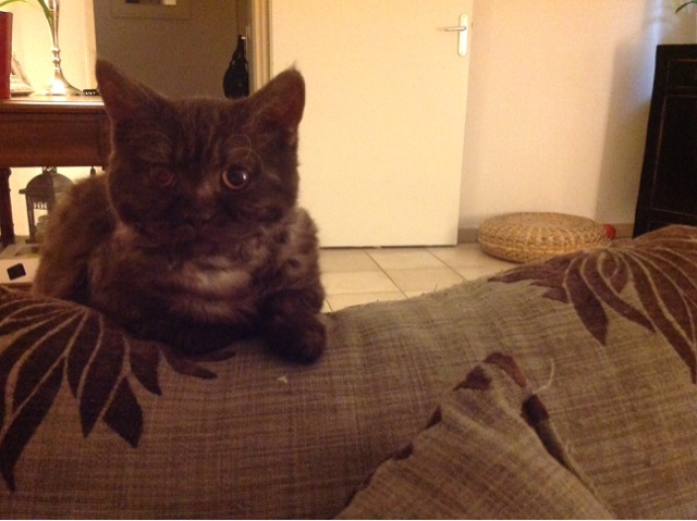 Chat Qui Renverse Et Demonte Sa Fontaine A Eau Chats Forum Animaux Chat Qui Renverse Et Demonte Sa Fontaine A Eau Chats Forum Animaux