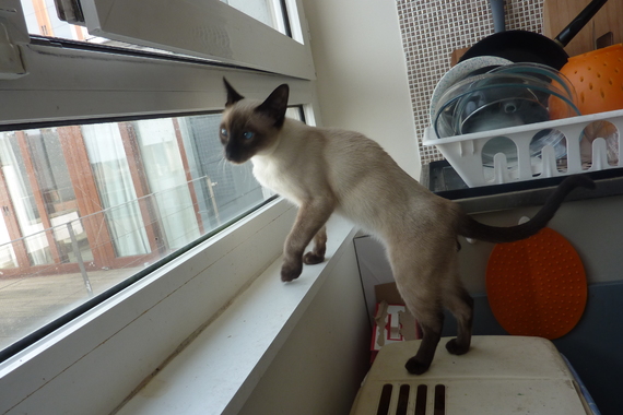 Mon Chaton Sera T Il Un Petit Chat Adulte Mon Chaton Sera T Il Un Petit Chat Adulte