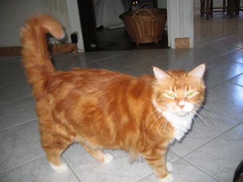 Mon Chat Roucoule Chats Forum Animaux Doctissimo