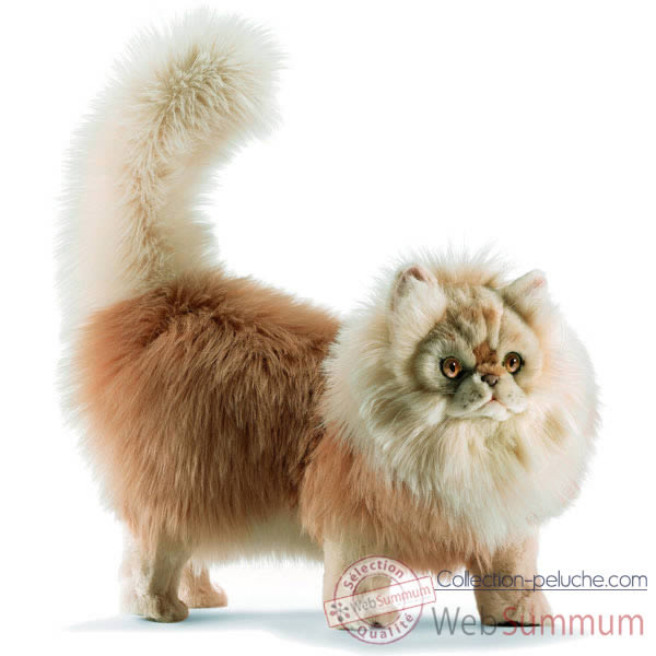 Cherche Male Persan Pour Saillie Chats Forum Animaux Cherche Male Persan Pour Saillie Chats Forum Animaux