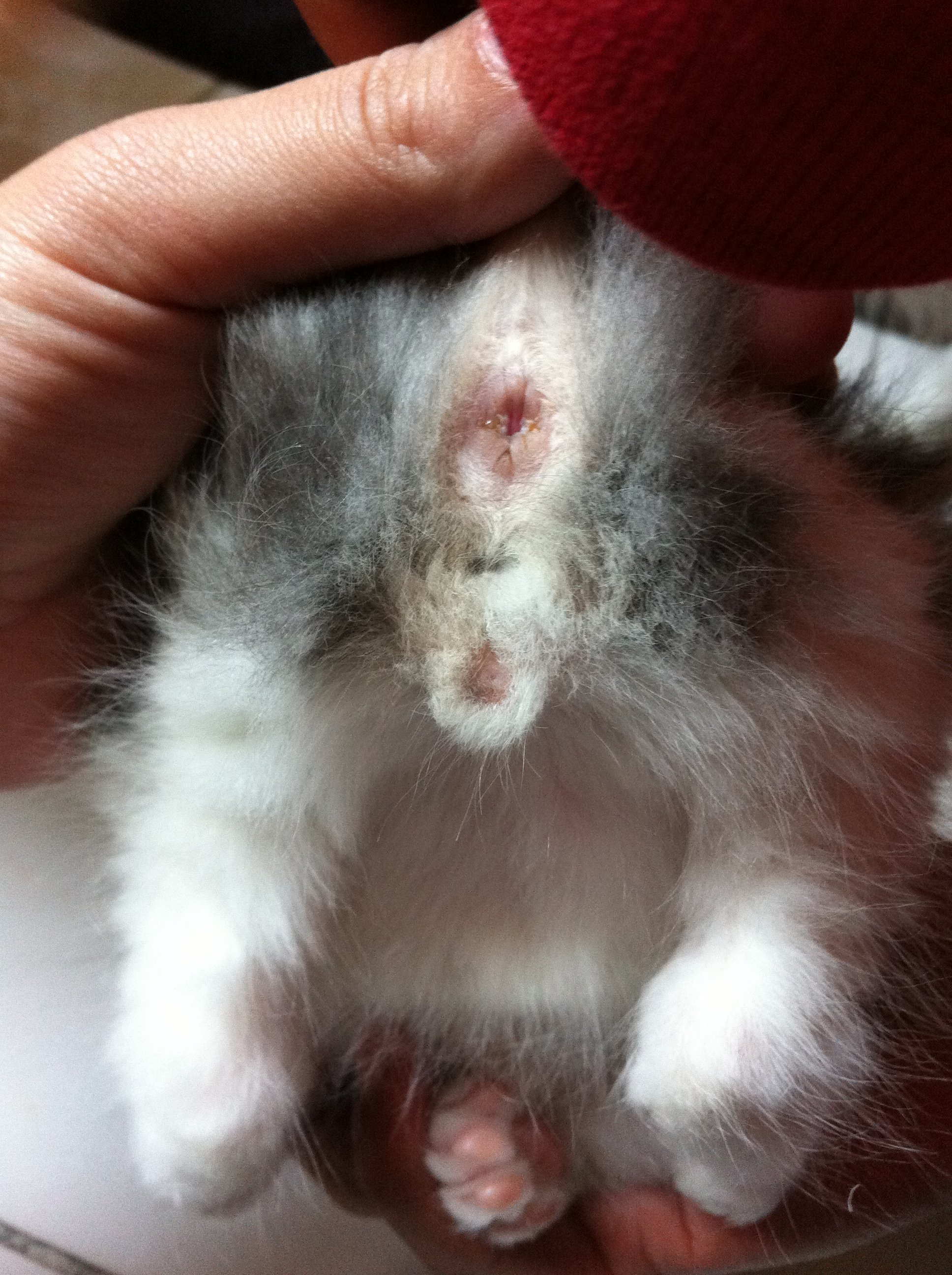 Sexe Des Chatons Chats Forum Animaux