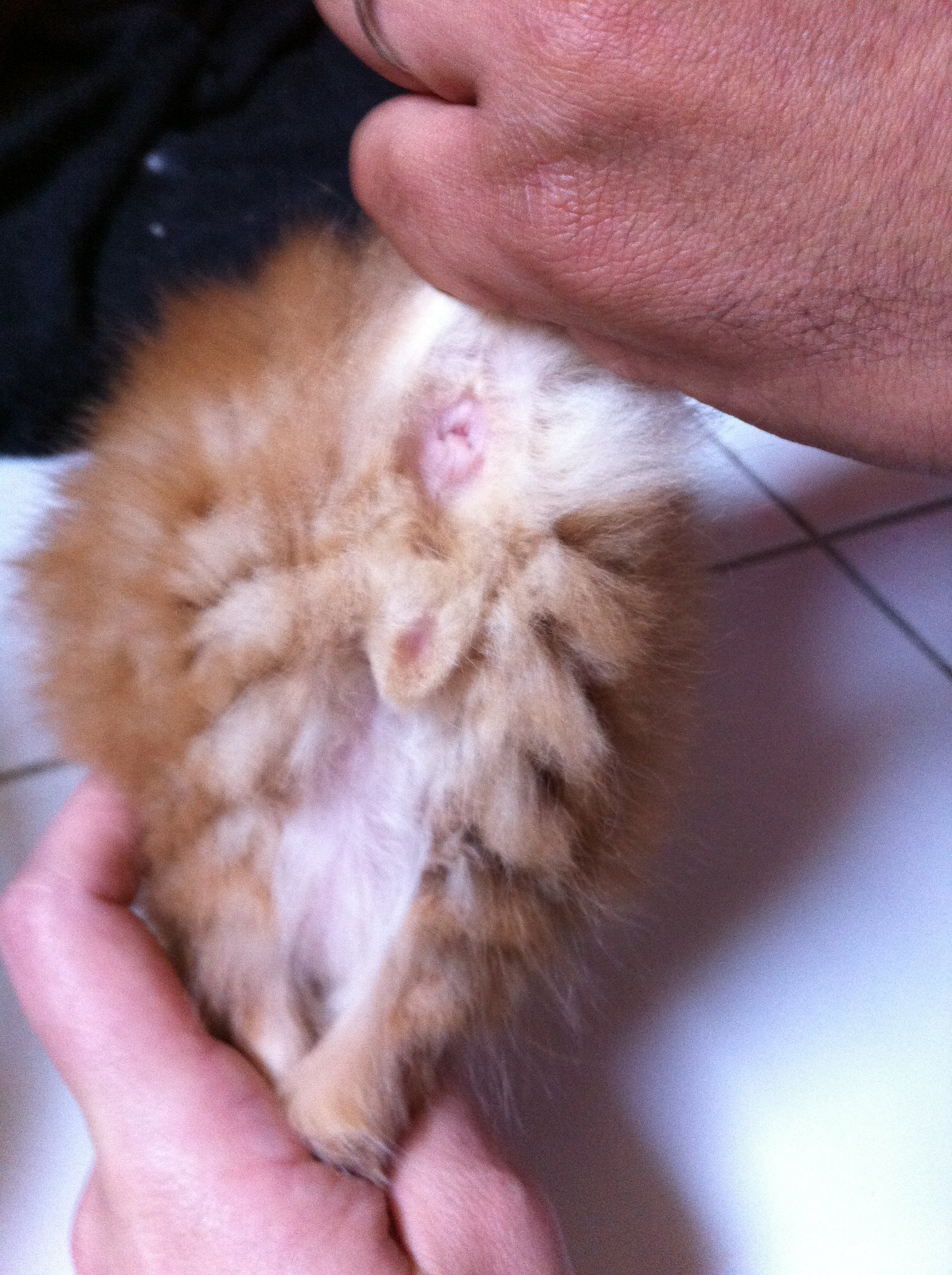 Sexe Des Chatons Chats Forum Animaux Doctissimo