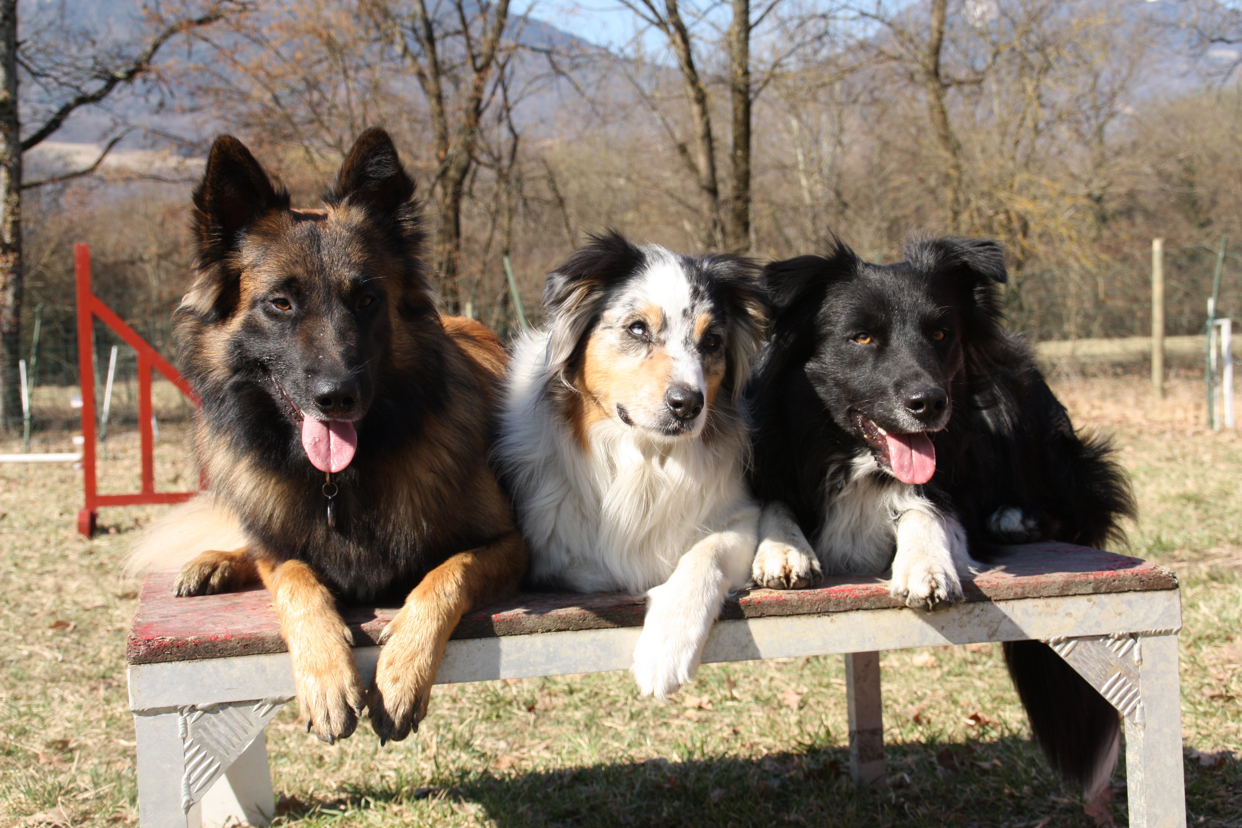 Cohabitation Entre Plusieurs Chiens A La Maison Chiens Forum Animaux Doctissimo