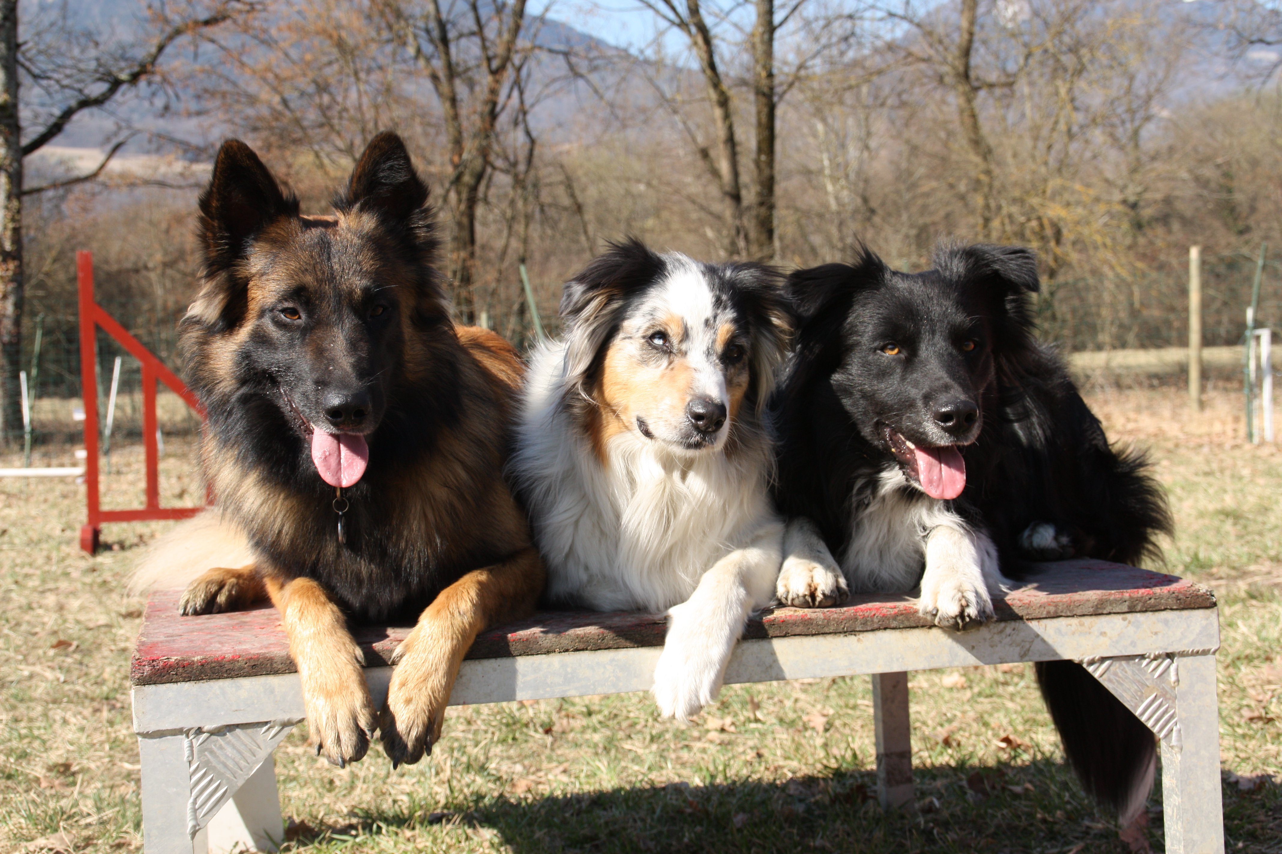 Cohabitation Entre Plusieurs Chiens A La Maison Chiens Forum Animaux Doctissimo Cohabitation Entre Plusieurs Chiens A La Maison Chiens Forum Animaux Doctissimo